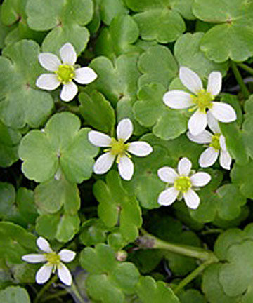 Round-leaved Crowfoot
